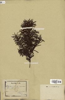 spécimen de Taxus baccata