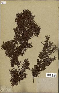 spécimen de Taxus baccata