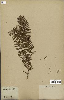 spécimen de Taxus baccata