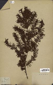 spécimen de Taxus baccata