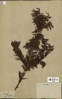 spécimen de Taxus baccata