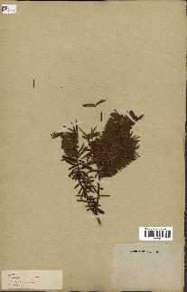 spécimen de Taxus baccata
