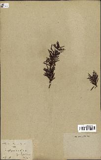 spécimen de Taxus baccata