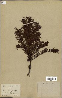 spécimen de Taxus baccata