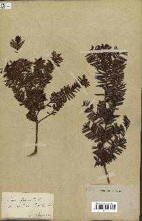 spécimen de Taxus baccata