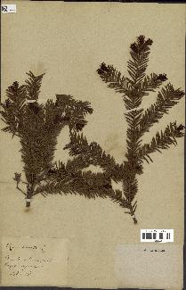 spécimen de Taxus baccata