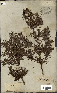 spécimen de Taxus baccata