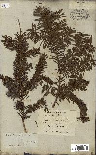 spécimen de Taxus baccata