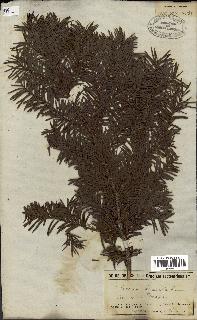 spécimen de Taxus baccata
