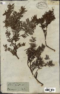 spécimen de Taxus baccata