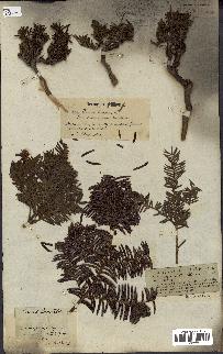 spécimen de Taxus baccata