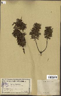 spécimen de Taxus baccata