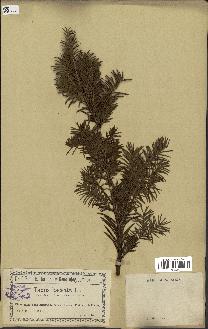 spécimen de Taxus baccata