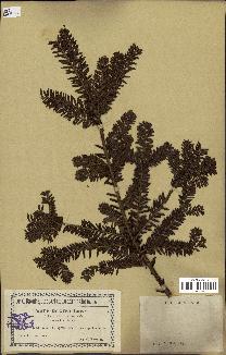 spécimen de Taxus baccata