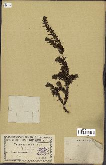 spécimen de Taxus baccata