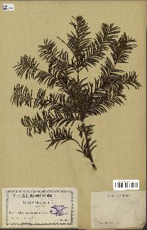 spécimen de Taxus baccata
