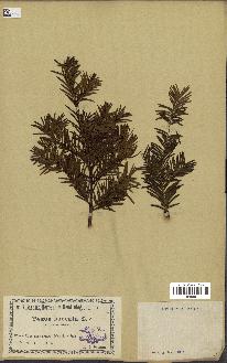 spécimen de Taxus baccata