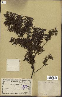 spécimen de Taxus baccata