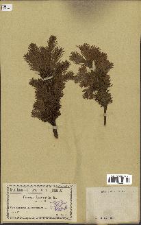 spécimen de Taxus baccata