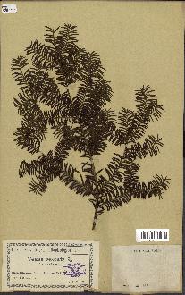 spécimen de Taxus baccata