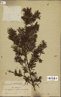 spécimen de Taxus baccata