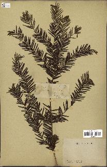 spécimen de Taxus baccata