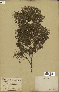 spécimen de Taxus baccata