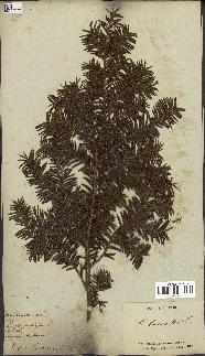 spécimen de Taxus baccata