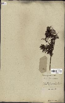 spécimen de Taxus baccata