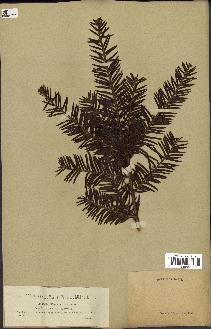 spécimen de Taxus baccata