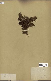 spécimen de Taxus baccata
