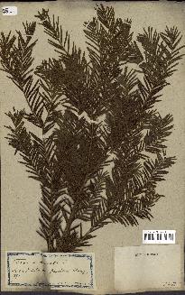 spécimen de Taxus baccata