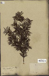 spécimen de Taxus baccata