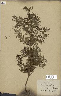 spécimen de Taxus baccata