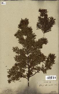 spécimen de Taxus baccata