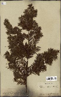 spécimen de Taxus baccata