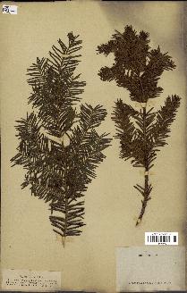 spécimen de Taxus baccata