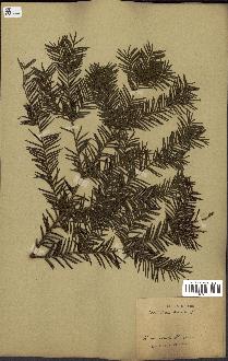 spécimen de Taxus baccata