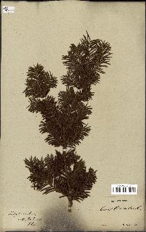 spécimen de Taxus baccata