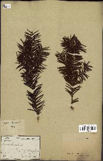 spécimen de Taxus baccata