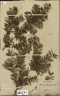 spécimen de Taxus baccata
