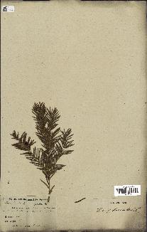 spécimen de Taxus baccata