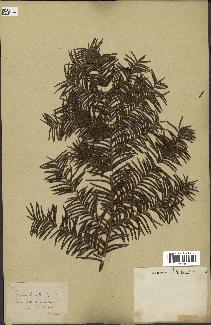 spécimen de Taxus baccata