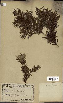 spécimen de Taxus baccata