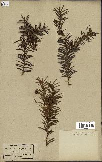 spécimen de Taxus baccata