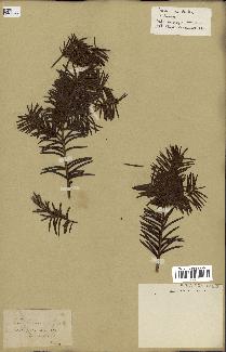 spécimen de Taxus baccata