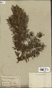 spécimen de Taxus baccata