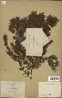 spécimen de Taxus baccata