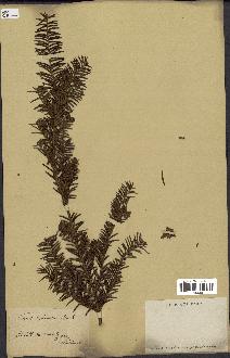 spécimen de Taxus baccata