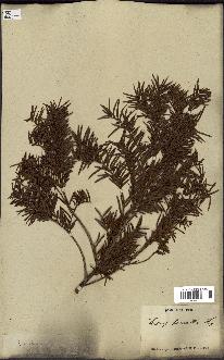 spécimen de Taxus baccata